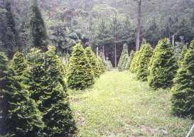 one of
MANY Christmas tree stands on the property