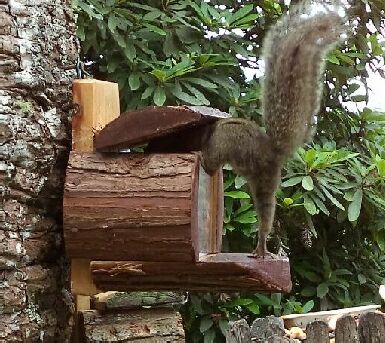 Squirrel grabbing TREAT